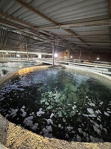 охотничий стол: Форель 100+ грамм 140 тысяч штук в наличии 85 сом штука. Бишкек — 1