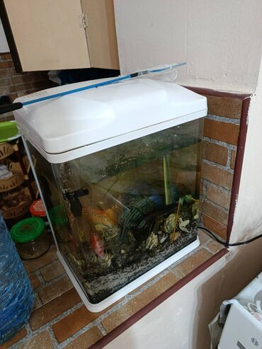 akvarium qrunt: Tekce akvariumu satiram içinde aparat zad olmayacaq tekce özü 40