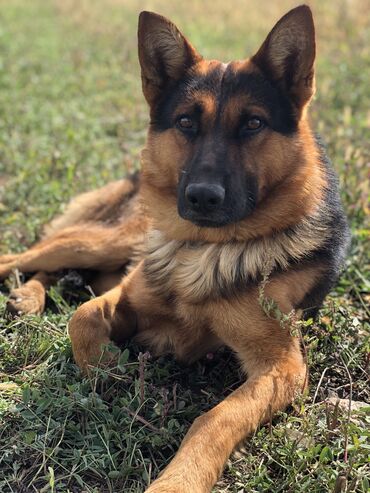 акустические системы elago колонка в виде собак: Овчарка, 3 жаш, Эркек, Эмделген