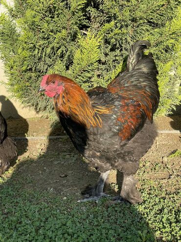 Xoruzlar: Brama xoruzları. Biri 2 illik xoruz - 100₼ İkisi 7 aylıq xoruz — 6