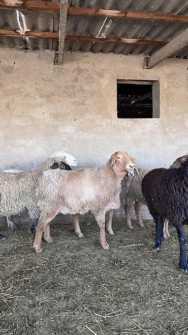 Баран, овца: Продаю | Овца (самка) | Для разведения | Матка — 14