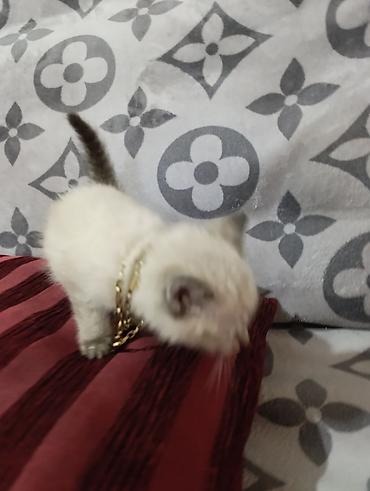 Продажа кошек: Продам котят — 14