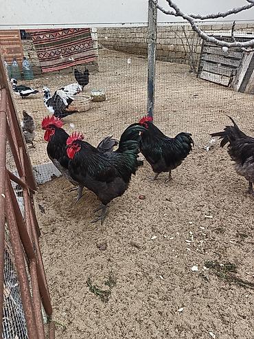 Xoruzlar: Məhsul: Safqan xoruzlar Təsvir:Təmiz qan Alman astralop cins — 3