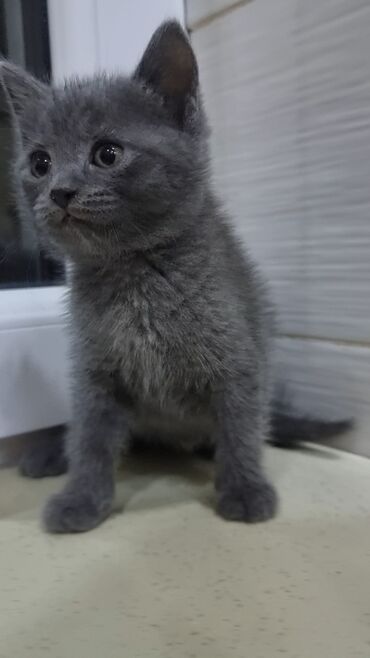 Pişiklər: Şotland, Erkək, Ünvandan götürmə, Ödənişli çatdırılma -da lalafo.az — 6 Pişiklər: Şotland, Erkək, Ünvandan götürmə, Ödənişli çatdırılma — 6