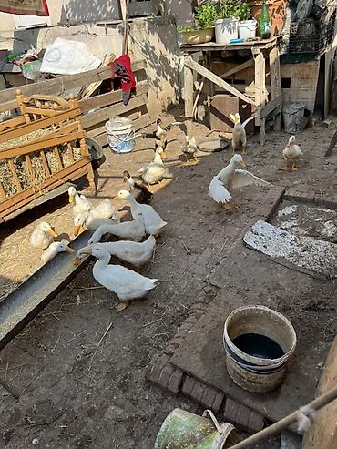 Sağlam sap sarı yağdılar ən ucuz mən qoymuşam yerim yoxdu xoruzlu