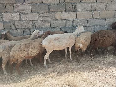 qala cinsi qoyun satilir: Salam tam saglam heyvanlar satilir qoyun quzu keci cepis qoc kime ne — 6