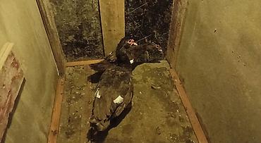 1 erkək 1 dişi qırmızı öküz örfəkləri satılır erkək 6 aylıq olmağına lalafo.az -da 1 erkək 1 dişi qırmızı öküz örfəkləri satılır erkək 6 aylıq olmağına