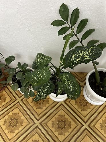 Антуриумдар: Комнатные растения в кашпо: 1) Антуриум (Anthurium andreanum) - — 6