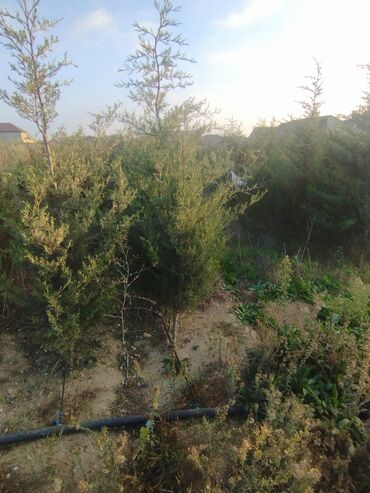 Şitillər: Satılır: iynəyarpaq şam ağacları (fidanlar) - Növ: Şam (Pinus) – — 21