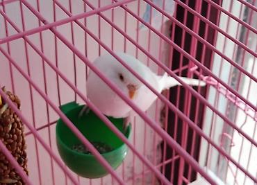 ари: 🦜 Продаётся пара взрослых волнистых попугаев (самец и самка)! ✨ Самец — 4