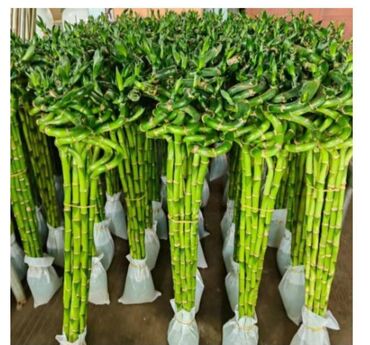 Другие комнатные растения: Предлагаются различные комнатные растения в горшках. В наличии кротоны — 19