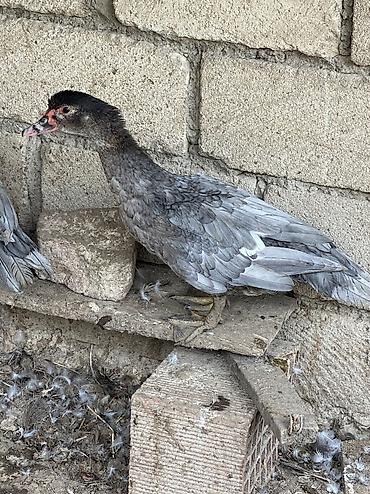quş adları: Macar kül rəngi lal ördəklər tam sağlamdılar 7 aylıqdılar — 2
