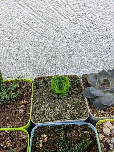 Otaq bitkiləri: Sukkulentlər. Sağlam və dözümlü bitkilərdi. Uzun müddət susuz qala — 28