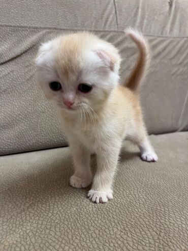 Pişiklər: Şotland, Erkək, Dişi, Cütləşmə üçün, Ünvandan götürmə, Pulsuz çatdırılma, Ödənişli çatdırılma — 16