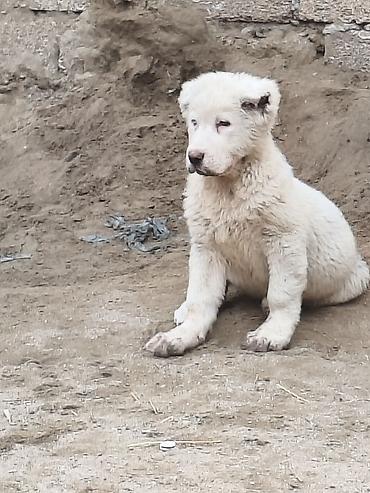 İtlər: Alabay — 1