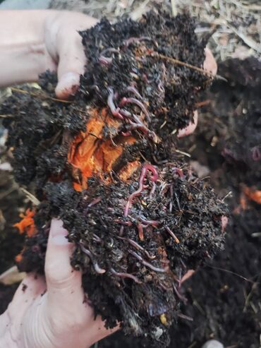 черви для биогумуса купить: Калифорнийские черви,цена за 1кг. г.Бишкек