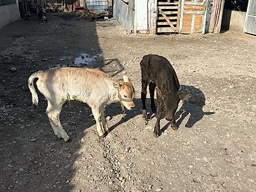 Коровы, быки: Продаю | Музоо, торпок — 2