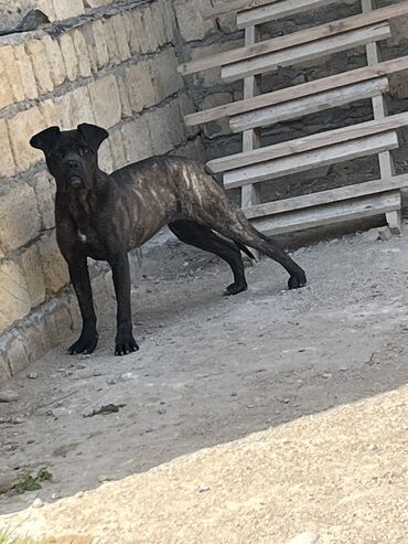 it ucun yemek: Kane-Korso, 9 ay, Dişi, Peyvəndli, Ünvandan götürmə
