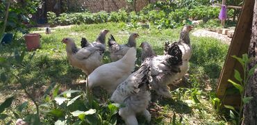 продам домик для кошки: Продаю | Куры, Петух, Цыплята | Брама | На забой, Для разведения