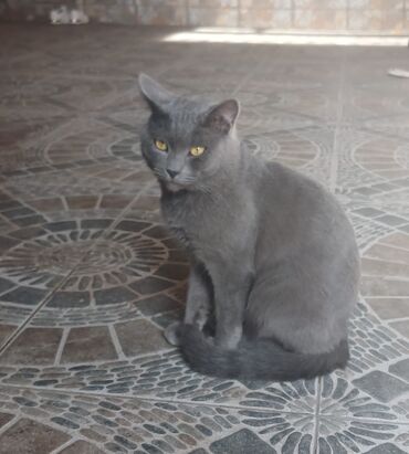 кошку в добрые руки: Шотландская, Самец, В добрые руки