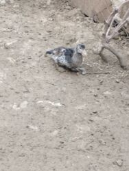 Digər quşlar: 8 ədəd lal ördək satılır.Unvan Biləsuvar .Qiymət 50 manat.2-3 aylıq — 3