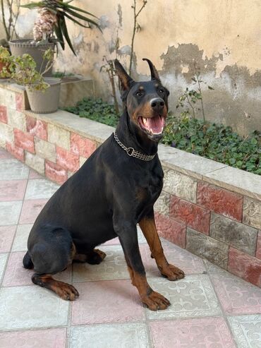 balaca it şəkilləri: Doberman, 1 ay, Erkek, Peyvəndli