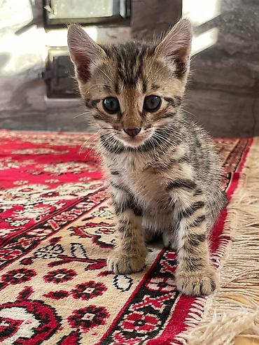 кошки сиамская: Бенгальская, 2 месяца, Девочка, Биколор, Приучена к лотку — 5
