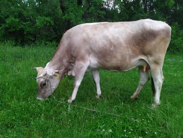 Коровы, быки: Продаю | Корова (самка) | Алатауская | Для разведения, Для молока | Стельные, Искусственник