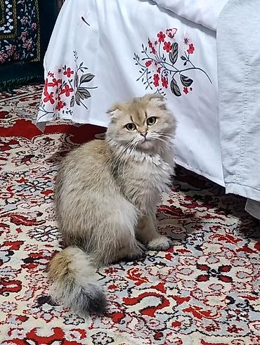 сиамская вислоухая: Скотиш Фолд (Шотландская вислоухая), 1 год, Девочка, Золотая шиншилла, Приучена к лотку, Проглистована — 1