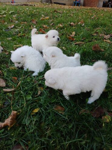 Psi: Nemački špic štenci - majka je naš kućni pas (ima je na slici gde na lalafo.rs — 5 Psi: Nemački špic štenci - majka je naš kućni pas (ima je na slici gde — 5