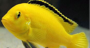 akvarium balik: Temiz qan alman limonik xisnik baligi. 7-9 sm. 2 eded qiymet sondur