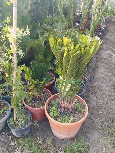 Çöl bitkiləri: Bağ və landşaft üçün qapalı qablarda əkilmiş dekorativ bitkilər - — 4