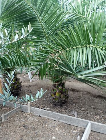 Ağaclar: Ağaclar — 9