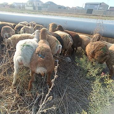 binə atciliq: Salam aleyküm 26 baş quzdu 23 erkey 3 dişi. kom alana endirim olacaq — 1