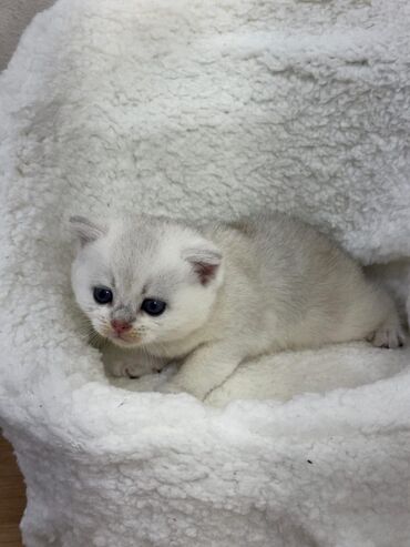 Pişiklər: Dişi, Erkək, Yaxşı əllərə, Ünvandan götürmə -da lalafo.az — 15 Pişiklər: Dişi, Erkək, Yaxşı əllərə, Ünvandan götürmə — 15