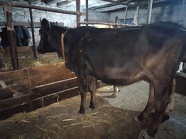 serebrist cucə satisi: Dana, buzov, Dişi, ay: 1, 190 kq, Damazlıq, Ünvandan götürmə — 1