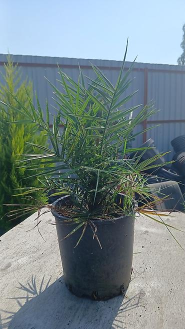 dekor isiq: Saksıda xurma palmisi (Phoenix spp.) - Növ: cırtdan/xurma palmisi — 1
