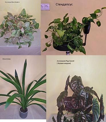 Другие комнатные растения: #Аллоказии/Сингонеумы/ Прочее-Домашние - Адаптированные!!! — 1