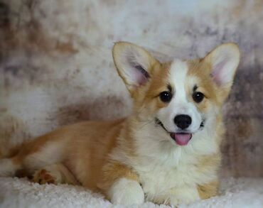 İtlər: Korgi, 2 ay, Erkek, Sənədli, Pulsuz çatdırılma — 18