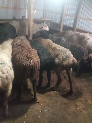 Баран, овца: Продаю | Ягненок, Баран (самец) | Для разведения | Матка — 5