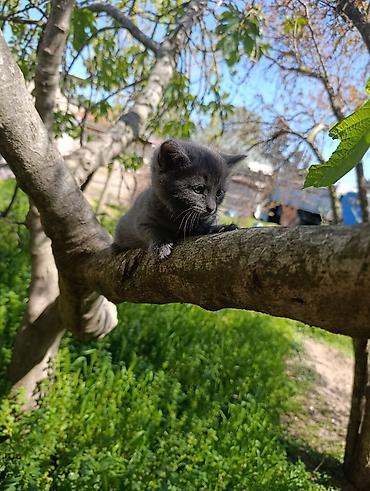 Pişiklər: Rus mavi, Dişi — 3