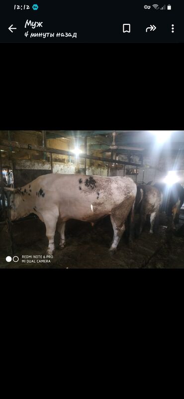 Коровы, быки: Продаю быков на мясо в Кара-Балта только звонить или ватсап тел