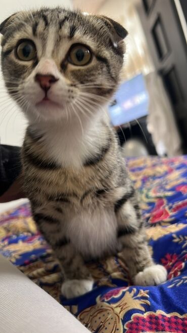 савана кошка: Порода: шотландская вислоухая (Scottish Fold) котёнок Девочка