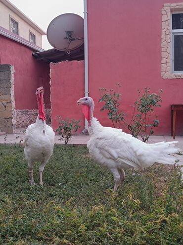Amadinlər: Big 6 ile kanada qarishiqi erkek hindushka.5 ayliqdir.cekizi 6 kq+
