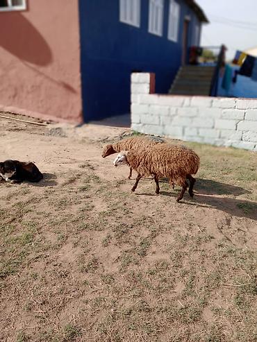 Mal-qara: Dişi quzular cütü 460 manata real alıcıya endirim olacaq — 3