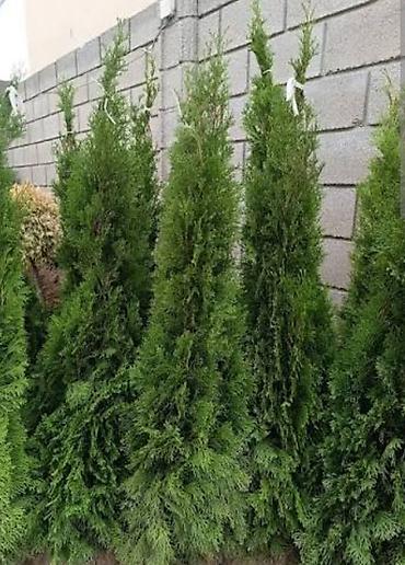 туя смарагт: Туя западная Смарагд (Thuja occidentalis ‘Smaragd’) — вечнозелёный — 3