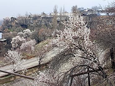 Продажа коттеджей и домов: Продаётся дом с большим участком — 6