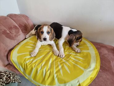 Cute and lovely male and female beagle puppies for sale, up to date