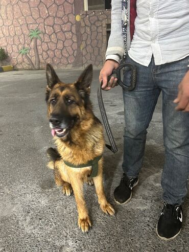 İtlər: Alman çoban iti, 2 il, Dişi, Peyvəndli, Pulsuz çatdırılma — 8