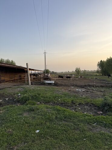 ош базар аренда: Требуется Скотник, Оплата Ежемесячно